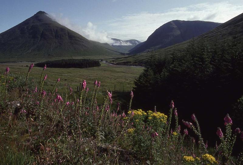 RWT 0345 354-08 UK Scotland Highlands Flowers.jpg